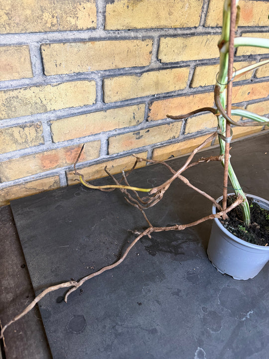 Monstera albo
