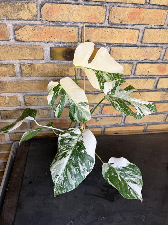 Monstera albo