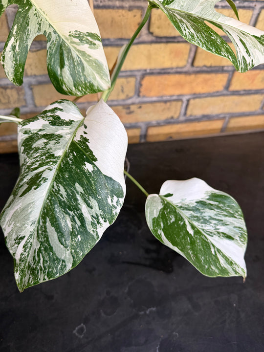 Monstera albo