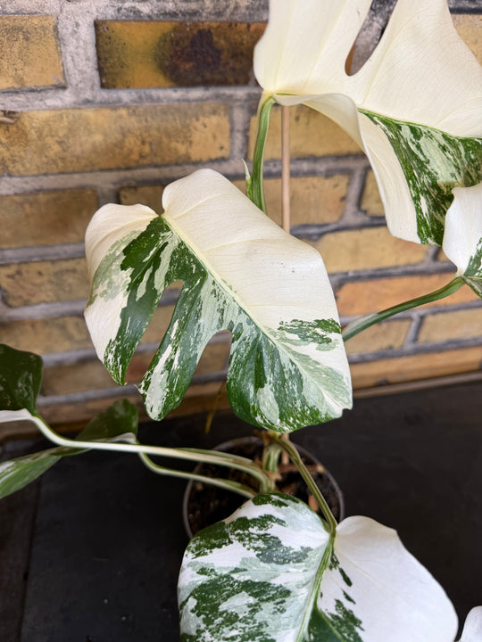 Monstera albo