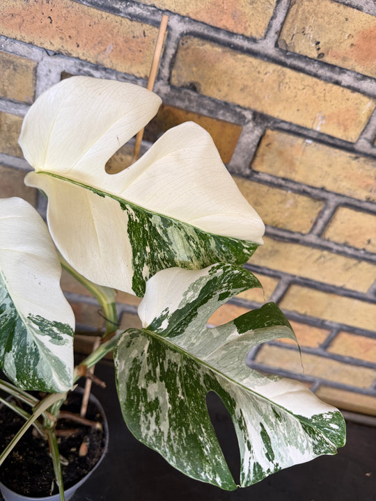 Monstera albo