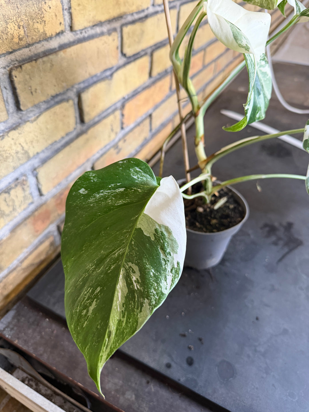 Monstera albo