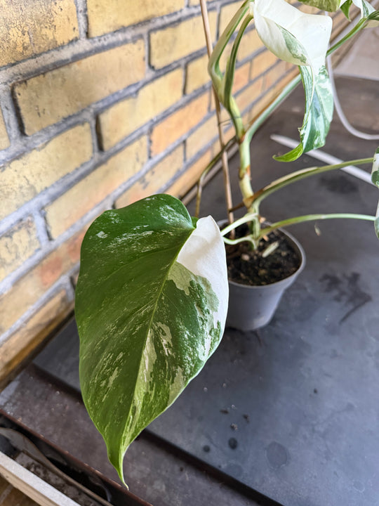 Monstera albo