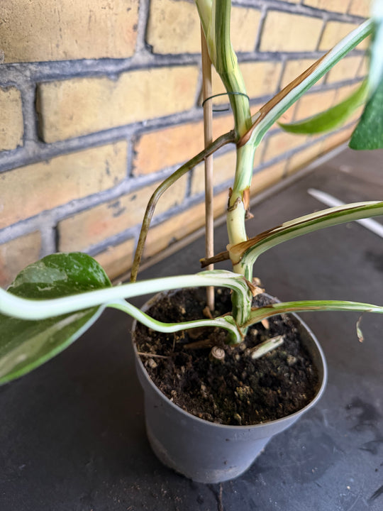 Monstera albo