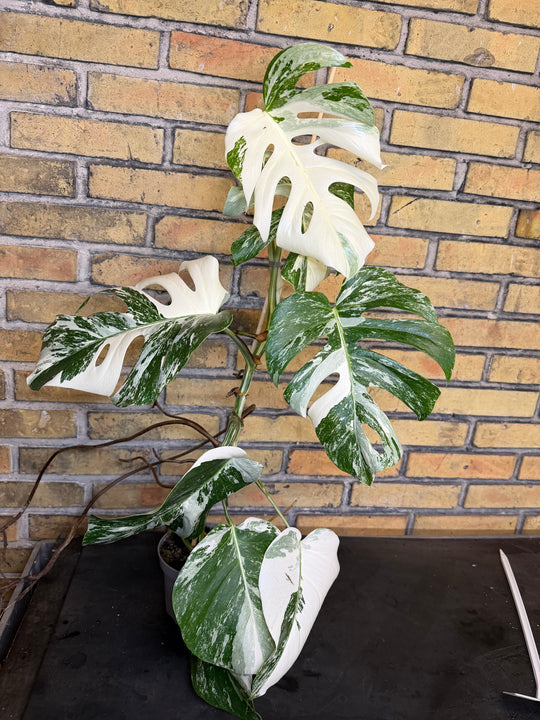 Monstera albo XXL