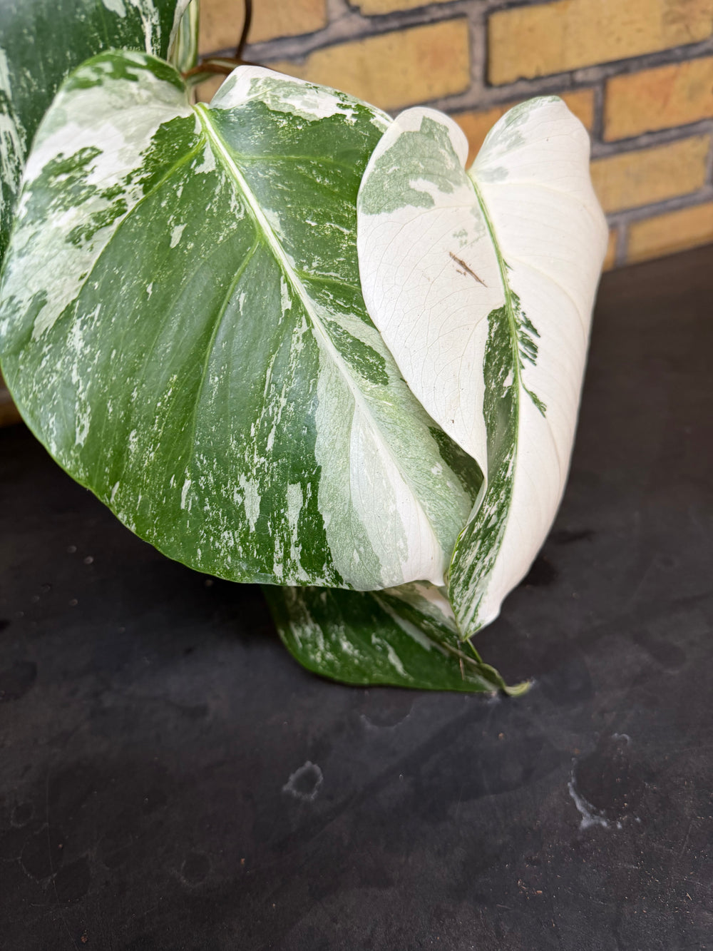 Monstera albo XXL