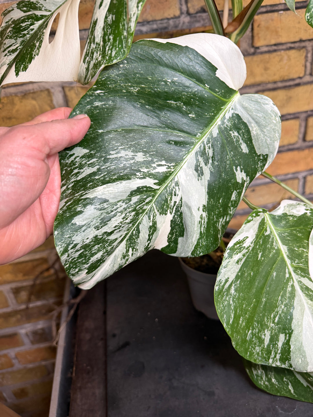 Monstera albo XXL