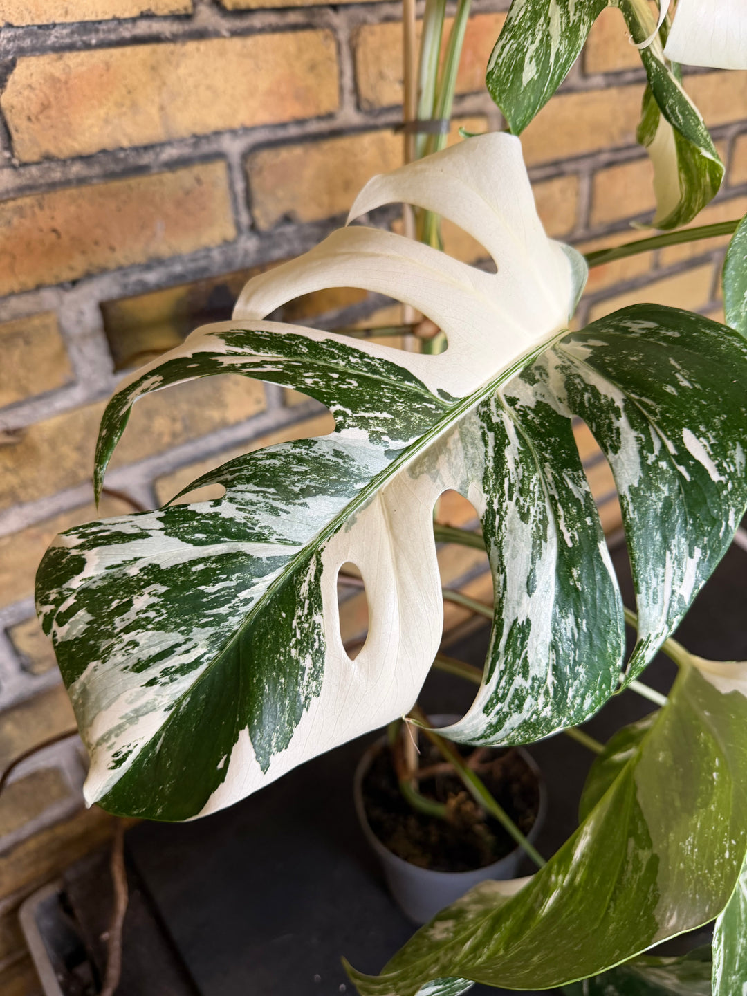 Monstera albo XXL