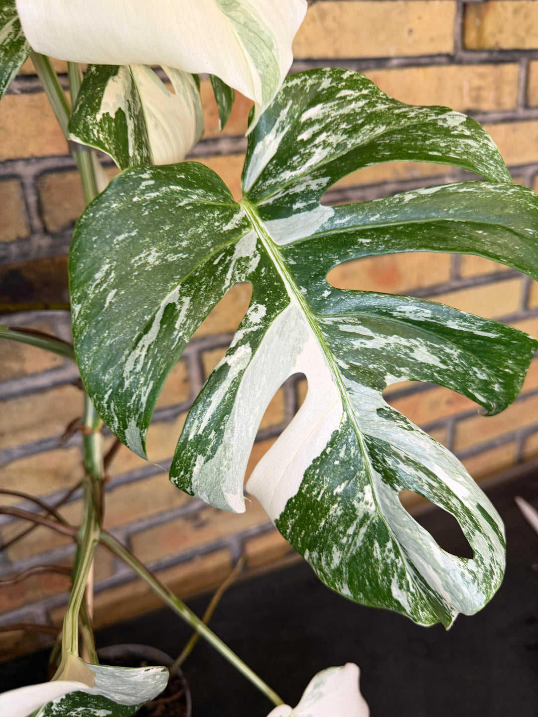 Monstera albo XXL