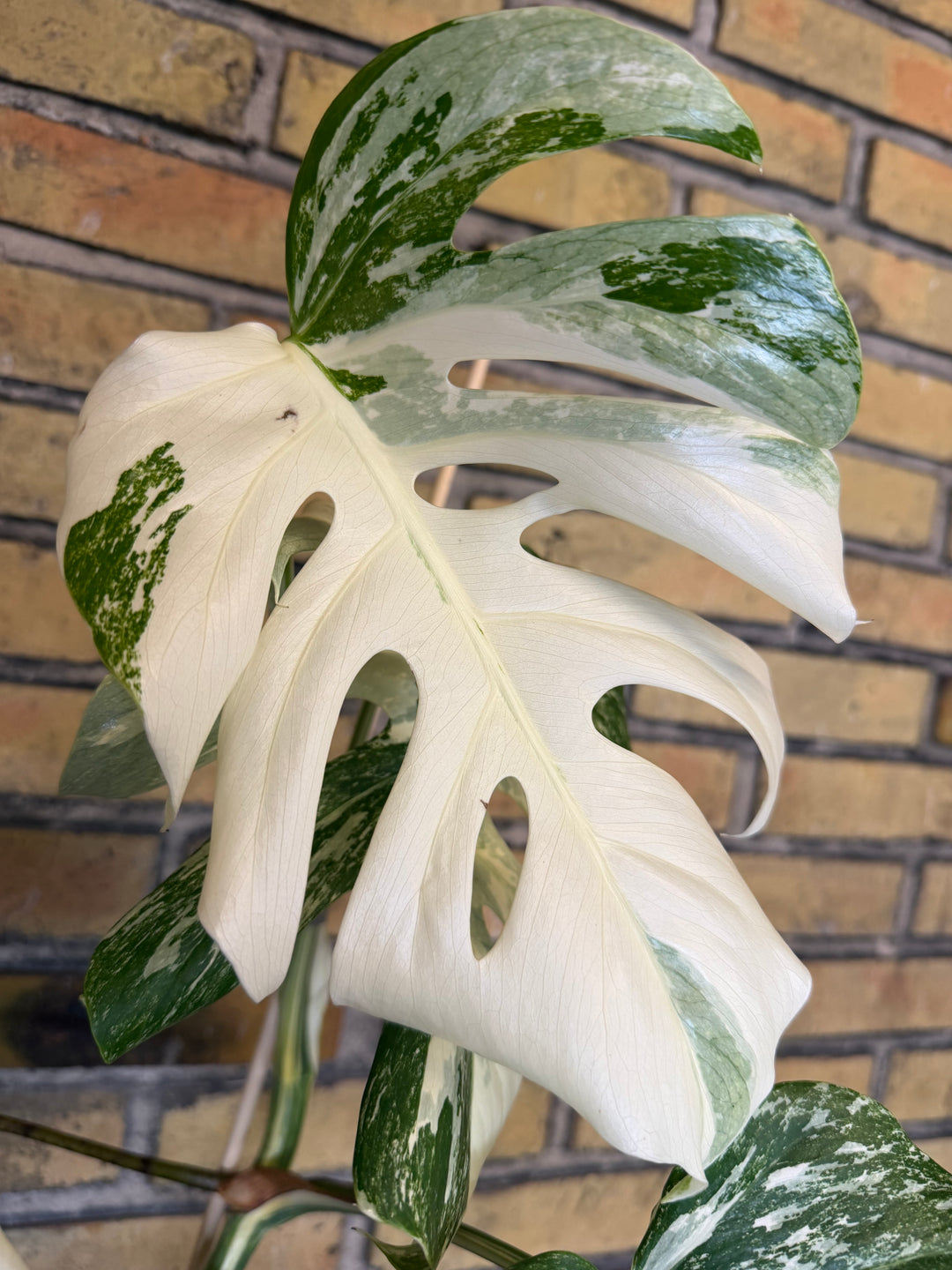 Monstera albo XXL
