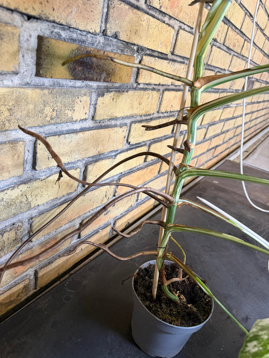 Monstera albo XXL