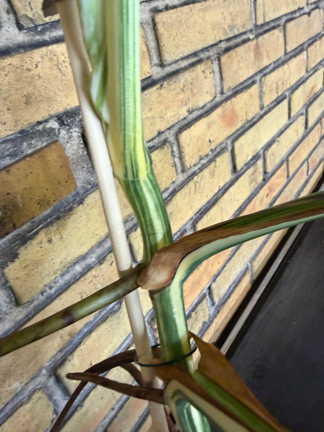 Monstera albo XXL