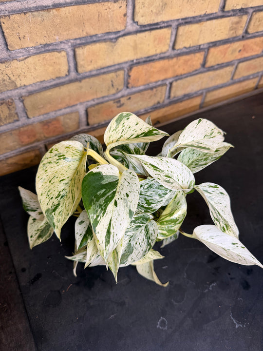 Epipremnum marble queen
