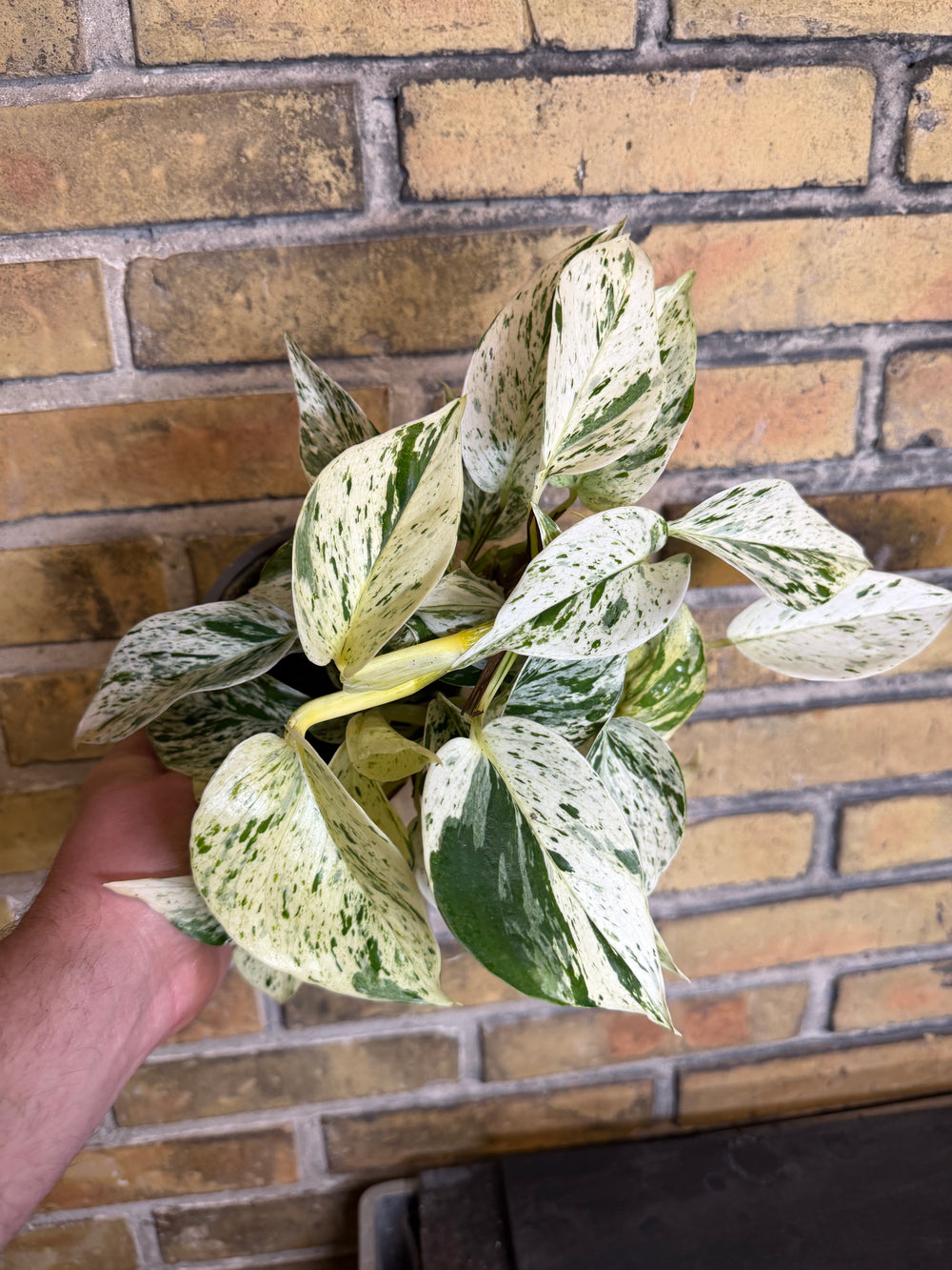 Epipremnum Marble Queen