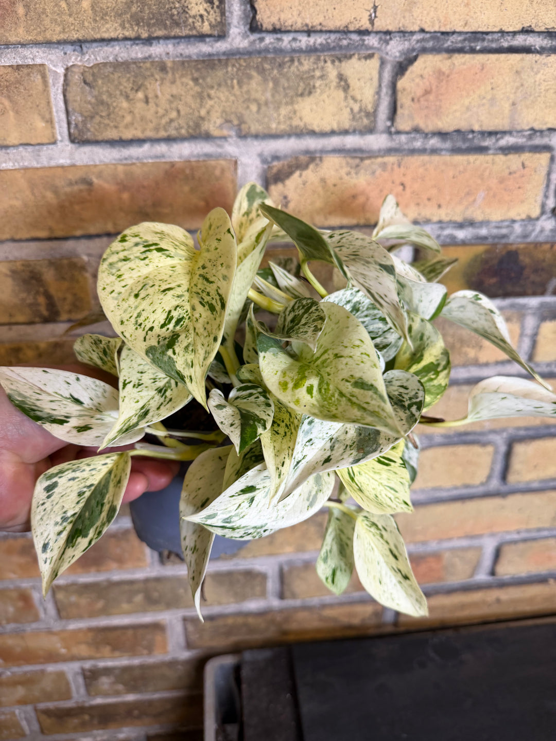 Epipremnum marble queen