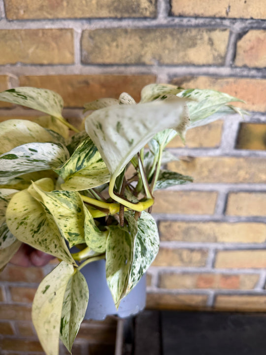 Epipremnum marble queen
