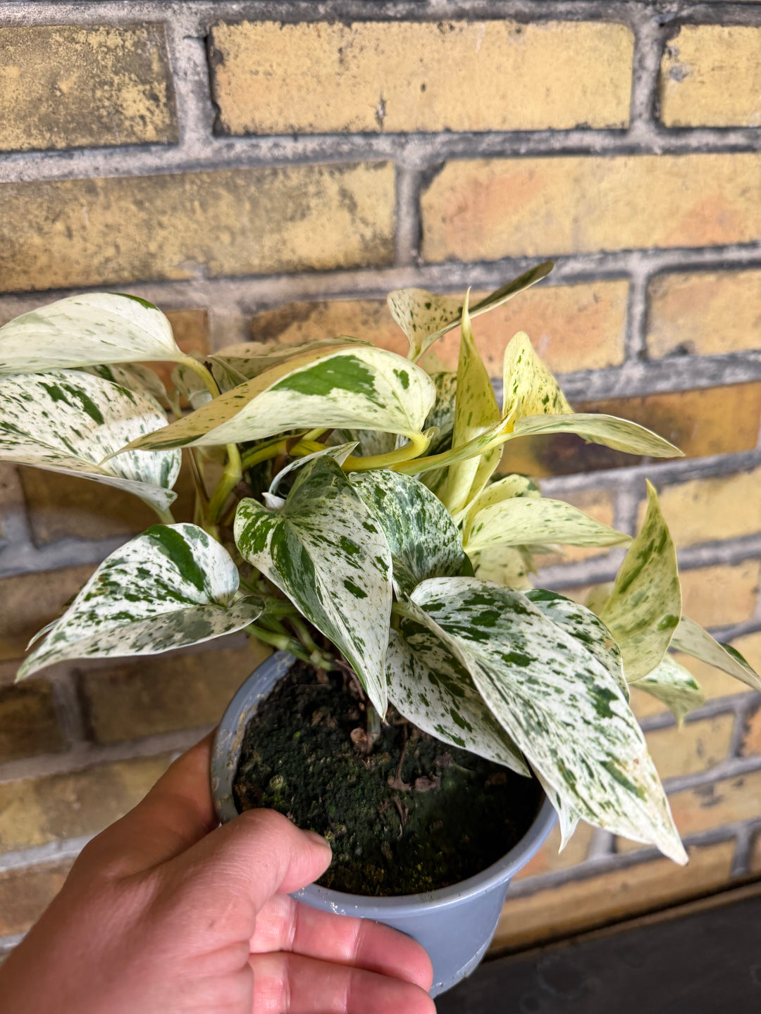 Epipremnum marble queen