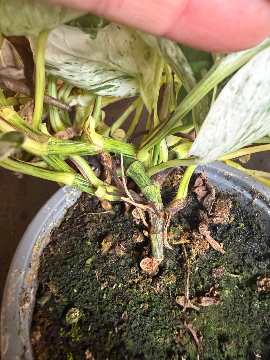 Epipremnum marble queen
