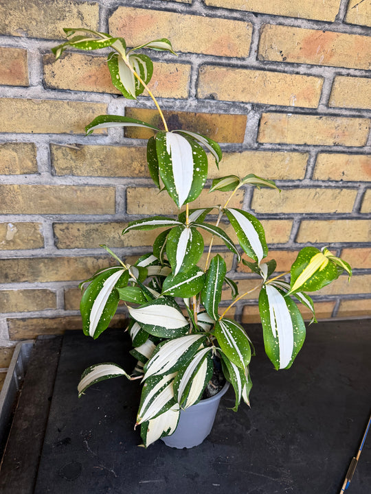 Dracaena milkey Way