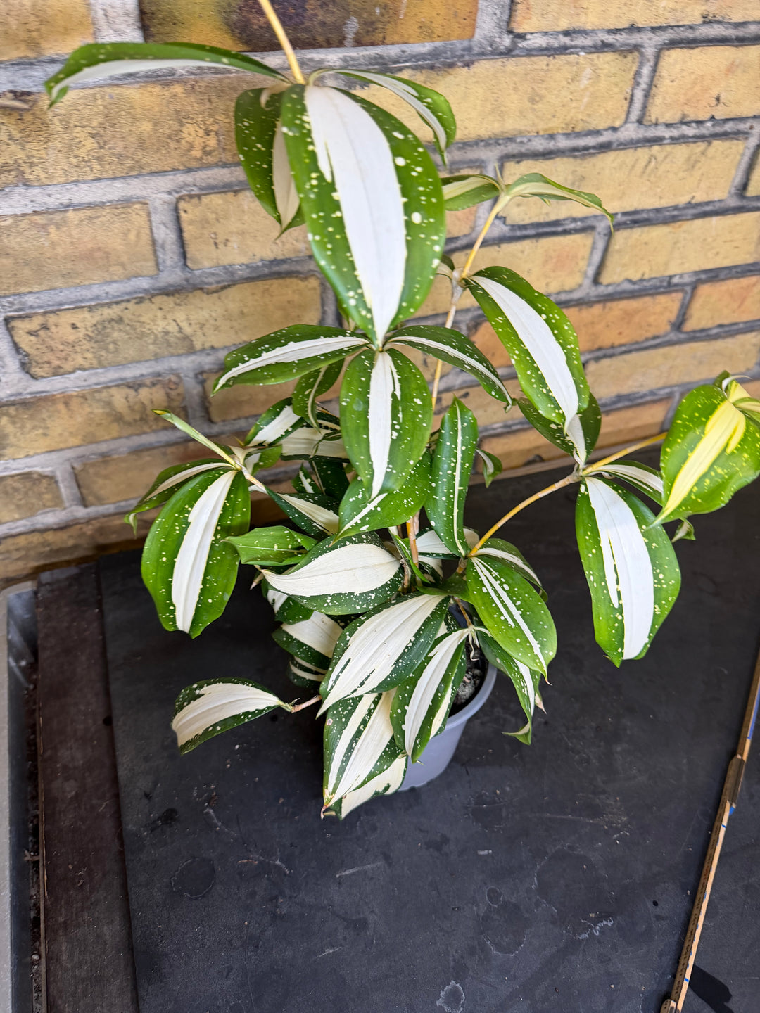 Dracaena milkey Way