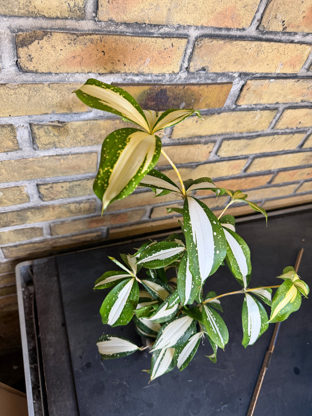 Dracaena milkey Way