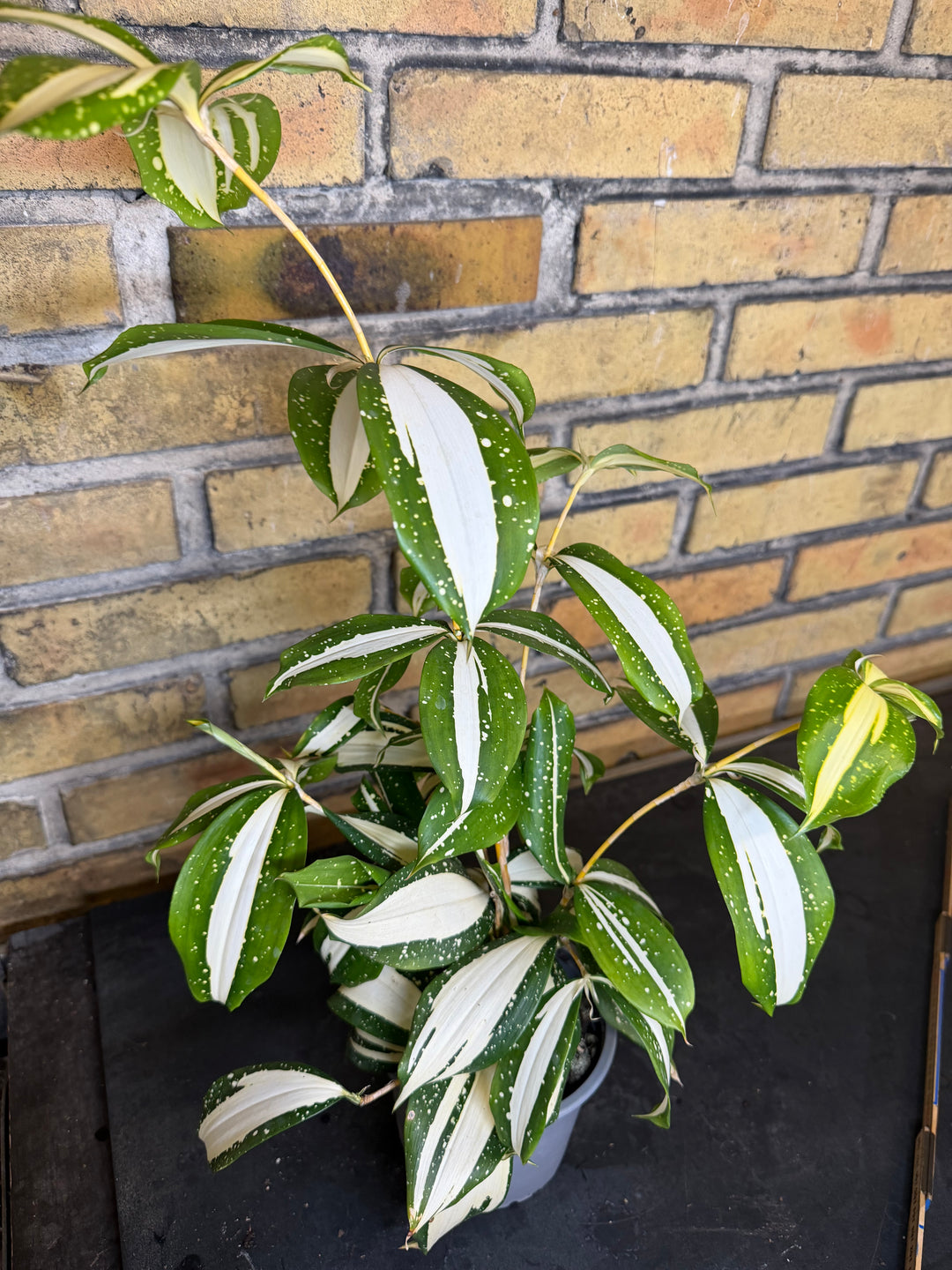 Dracaena milkey Way