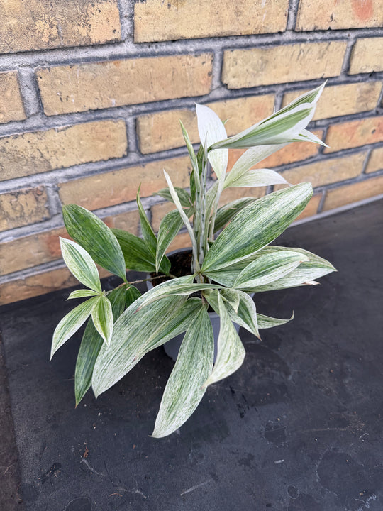 Dracena White Mike