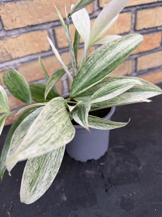 Dracena White Mike