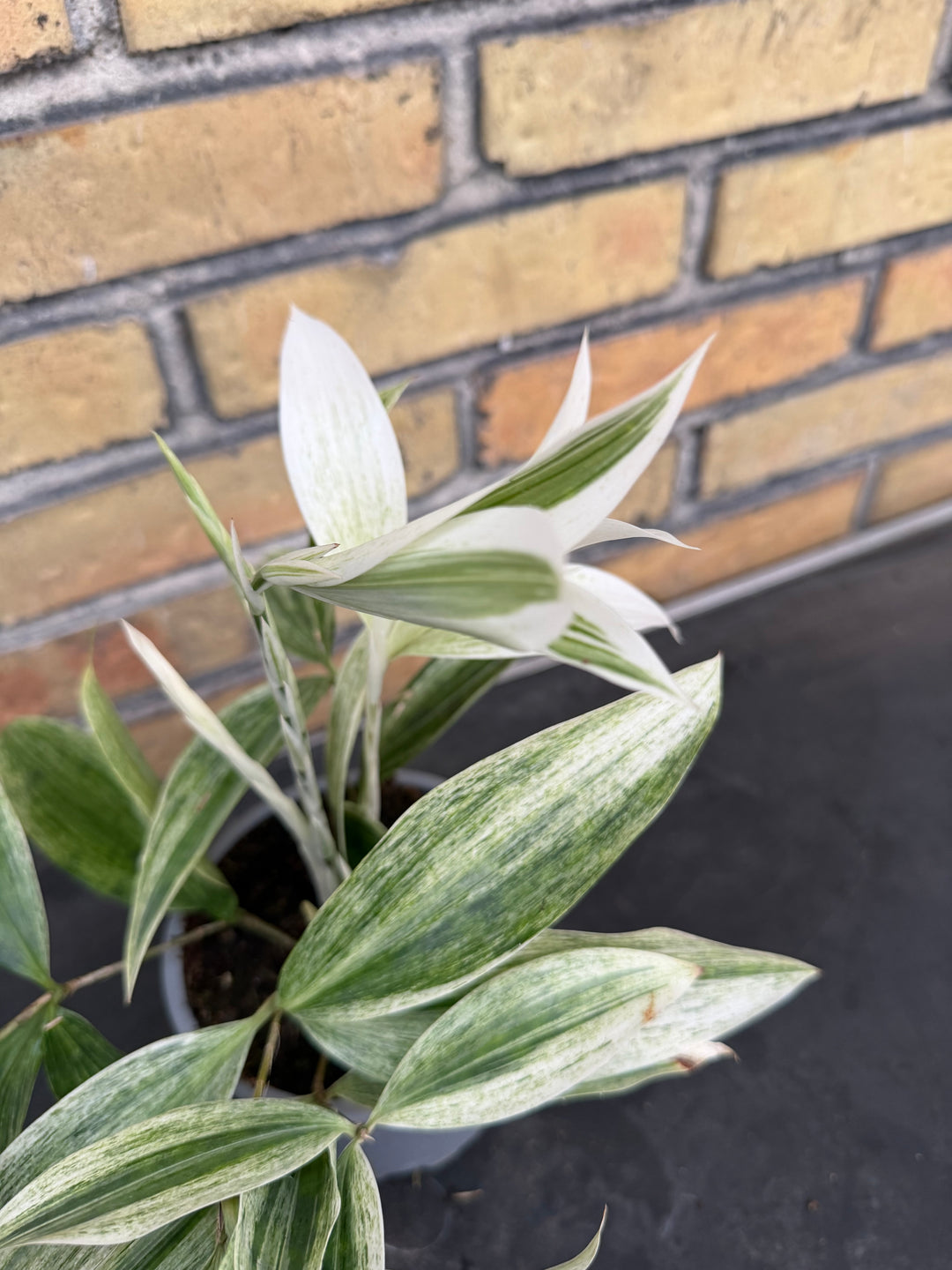 Dracena White Mike