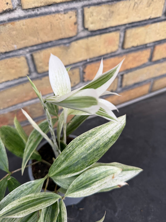 Dracena White Mike