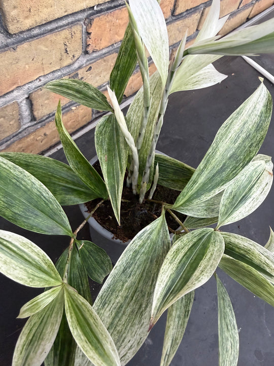 Dracena White Mike