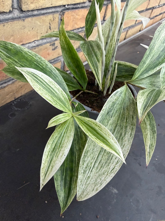 Dracena White Mike