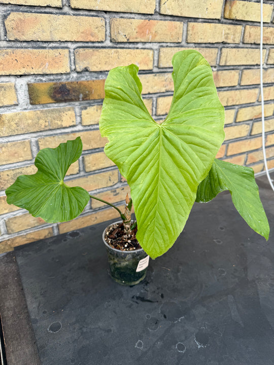 Anthurium baloanum XXL