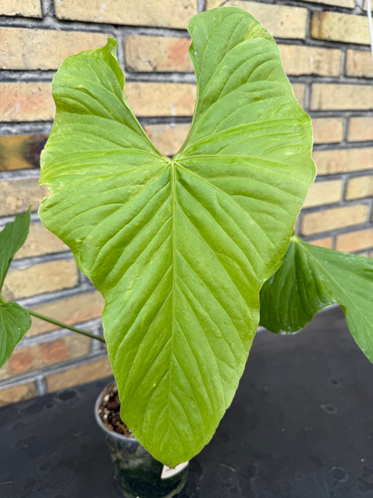 Anthurium baloanum XXL