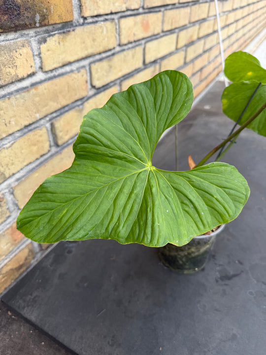 Anthurium baloanum XXL