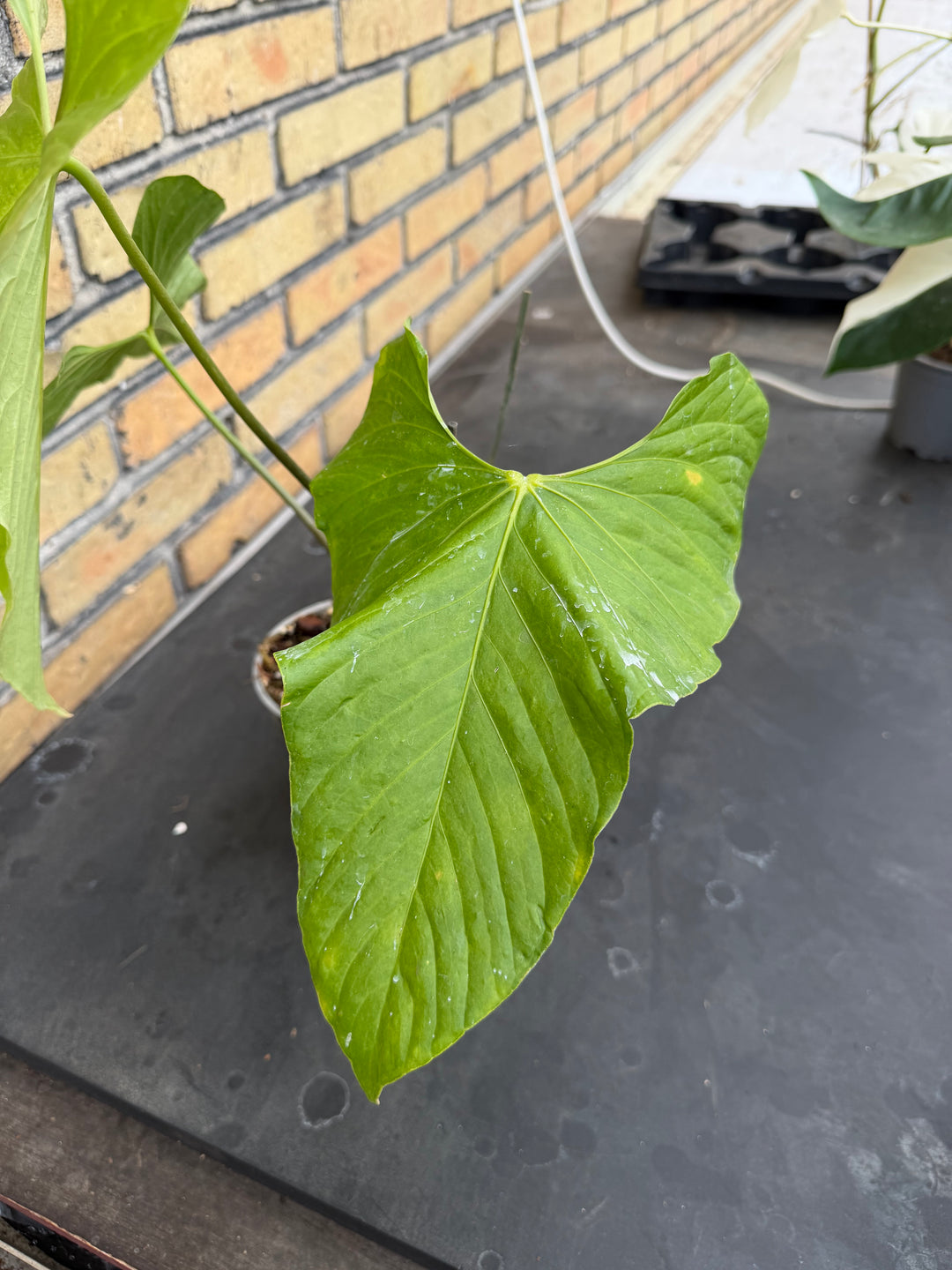 Anthurium baloanum XXL