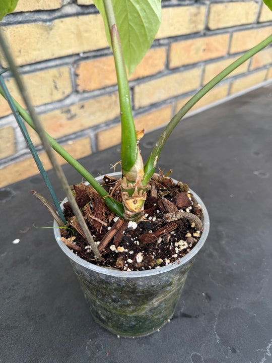 Anthurium baloanum XXL