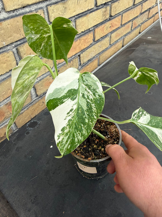 Monstera albo
