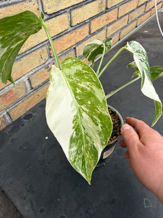 Monstera albo