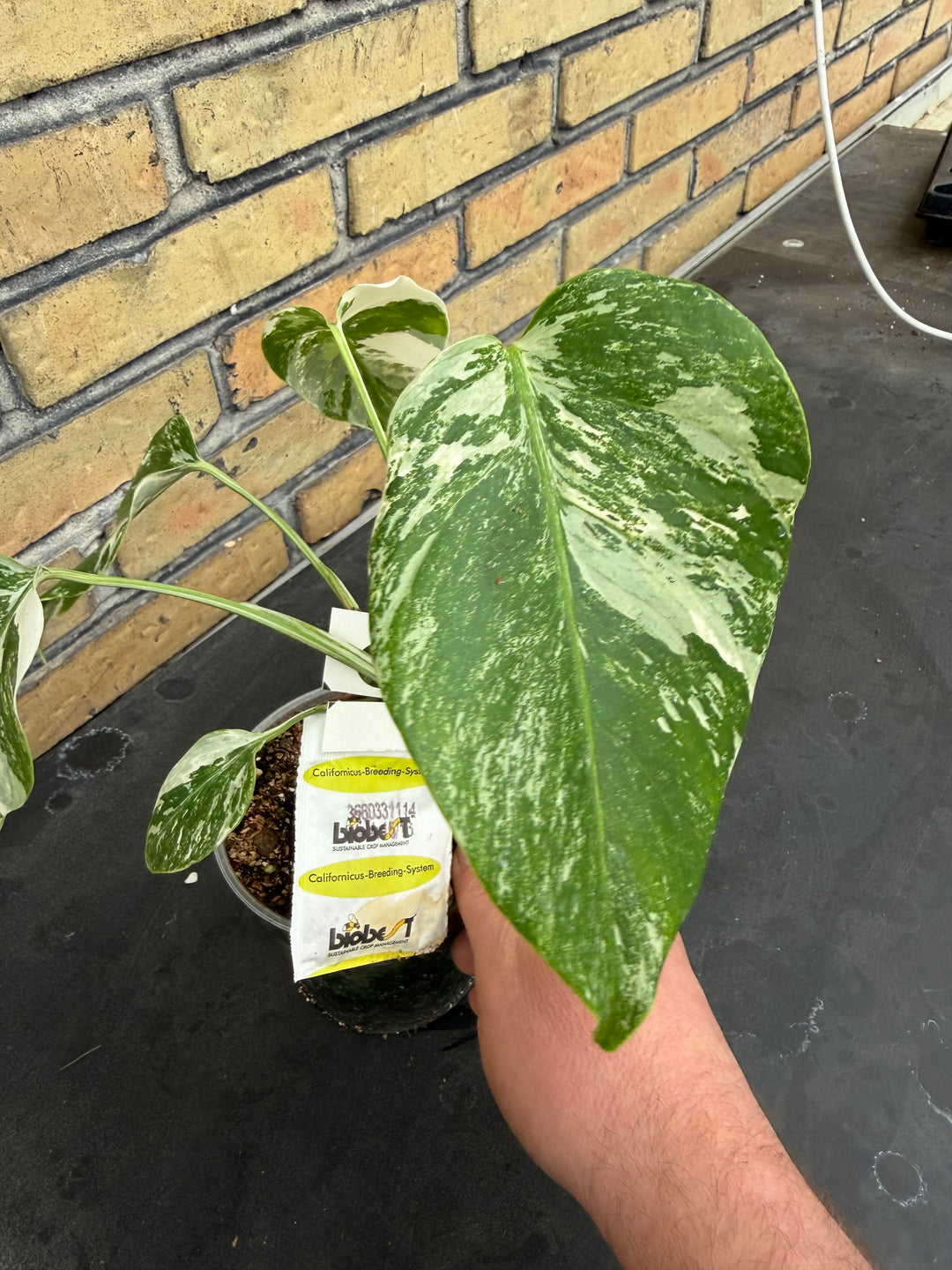 Monstera albo