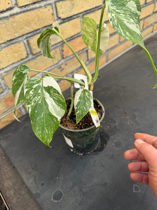 Monstera albo