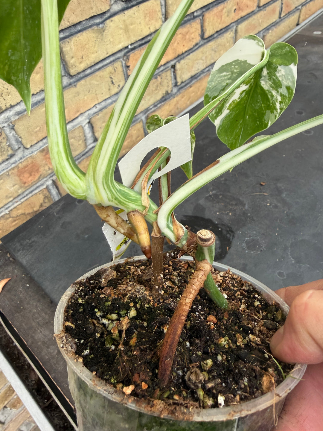 Monstera albo