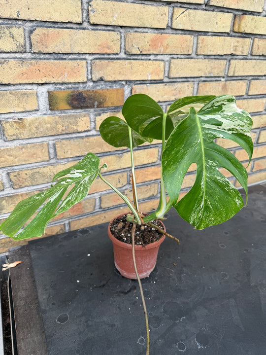 Monstera albo