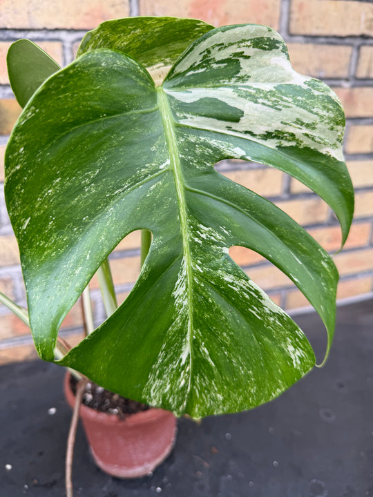 Monstera albo