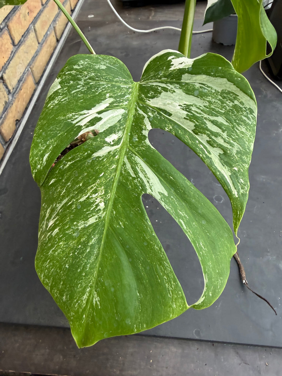 Monstera albo