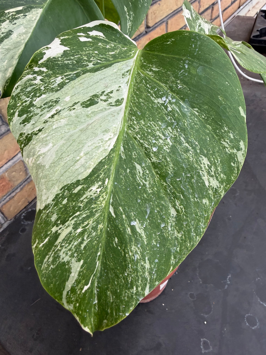 Monstera albo