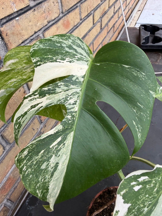 Monstera albo