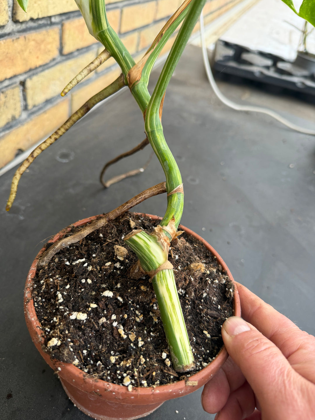 Monstera albo
