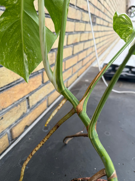 Monstera albo