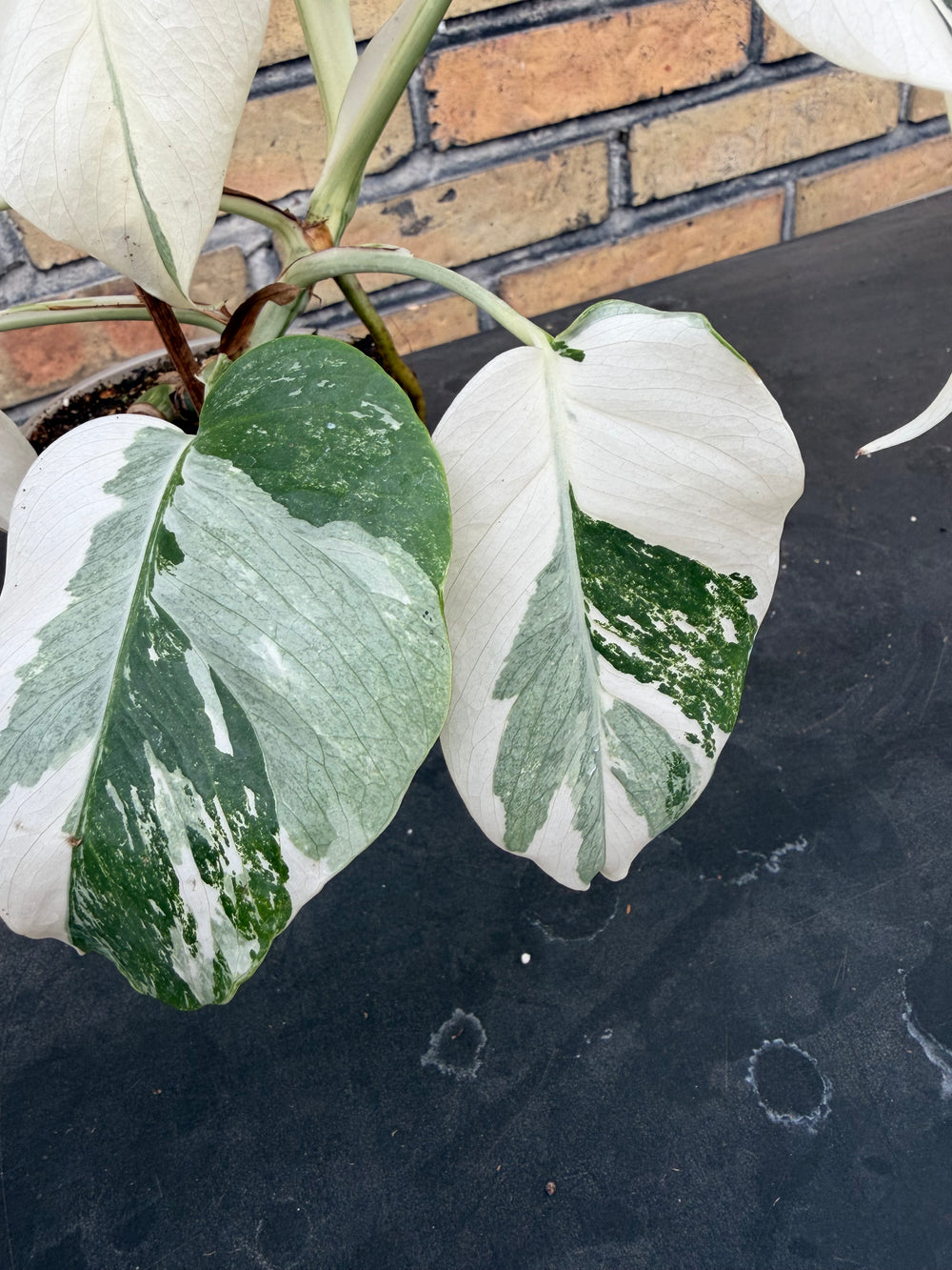 Monstera albo 12 cm